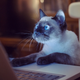 Illustration for article titled Steam Link - The PHC Review (With Cat Pictures)